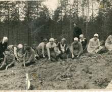 Jauno koku stādīšana Sibīrijā. Foto 1950-tie gadi