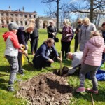 Glika ozolu stādīšana Vecgulbenes muižas parkā 07.05.2022