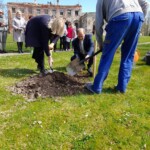 Glika ozolu stādīšana Vecgulbenes muižas parkā 07.05.2022